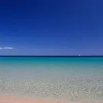 Asfodelo